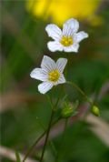 Linum catharticum